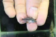 画像2: 【淡水魚】【通販】アピストグラマ レッドフィンスリーストラインプ トリファスキアータ【１ペア サンプル画像】(生体)(熱帯魚)NKAP (2)