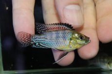画像1: 【淡水魚】【通販】ニコルシー ジプシャンマウスブルーダー【１ペア サンプル画像】(アピストグラマ)(生体)(熱帯魚)NKAP (1)