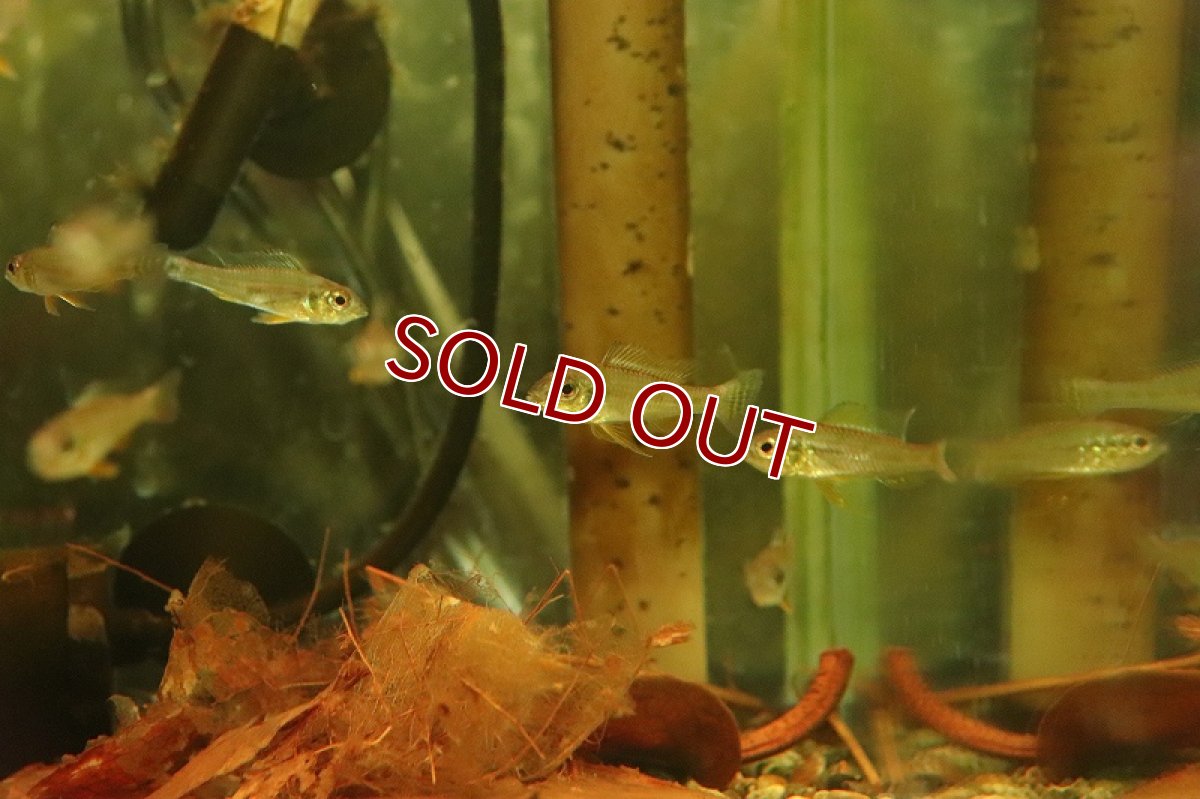 画像2: 【淡水魚】新産地 グリーンドワーフシクリッド ヤムンダ産 ワイルド【１匹 サンプル販売】(アピストグラマ)(生体)(淡水)NKAP (2)