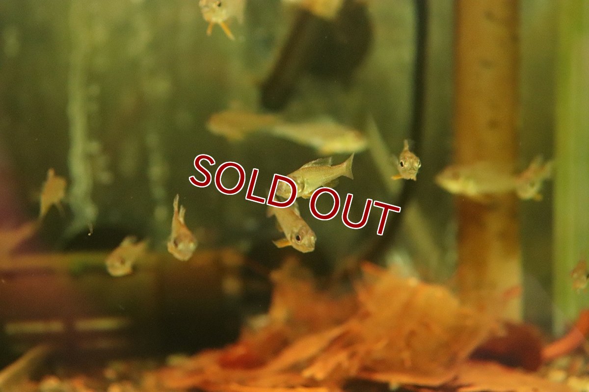 画像3: 【淡水魚】新産地 グリーンドワーフシクリッド ヤムンダ産 ワイルド【１匹 サンプル販売】(アピストグラマ)(生体)(淡水)NKAP (3)