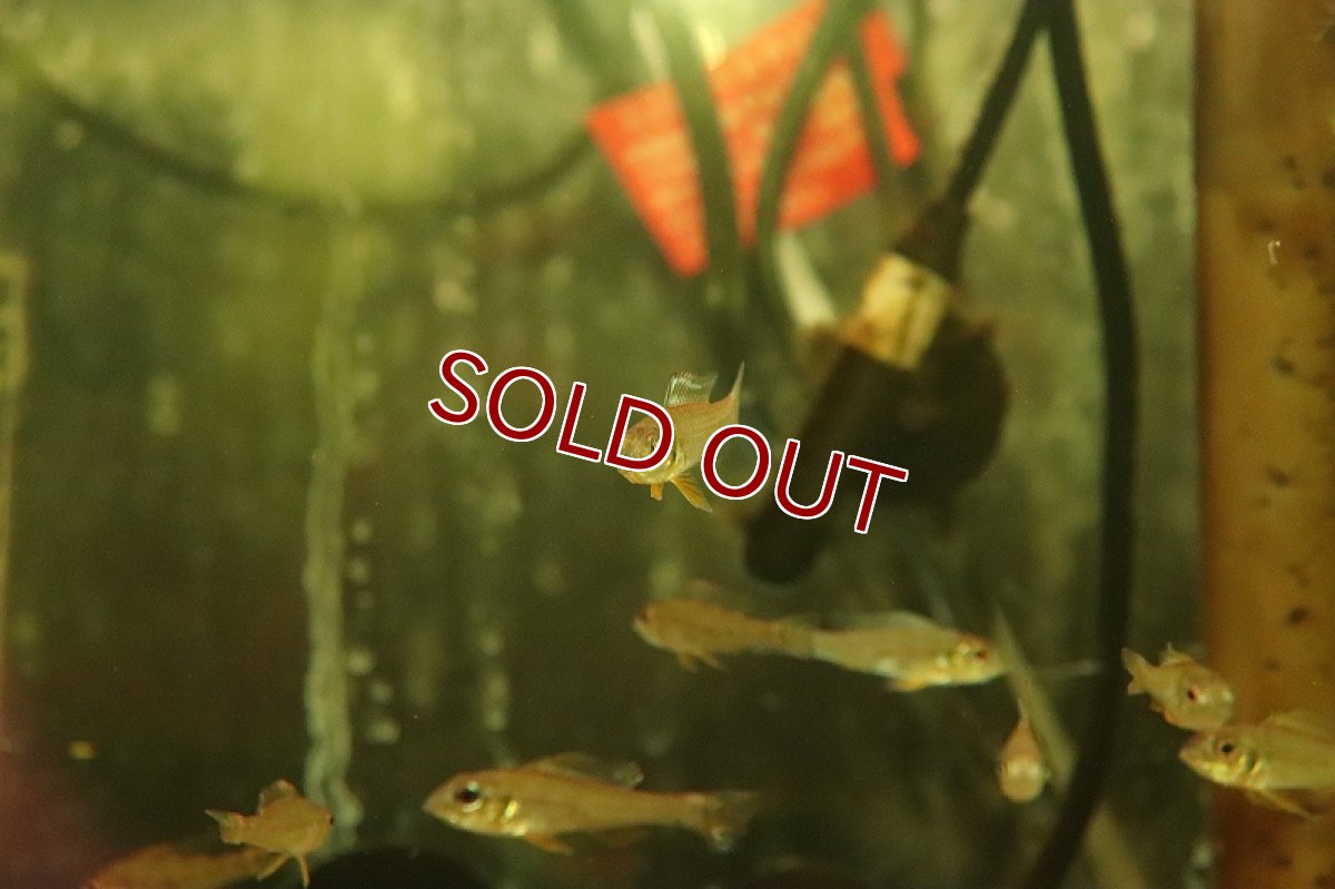 画像4: 【淡水魚】新産地 グリーンドワーフシクリッド ヤムンダ産 ワイルド【１匹 サンプル販売】(アピストグラマ)(生体)(淡水)NKAP (4)