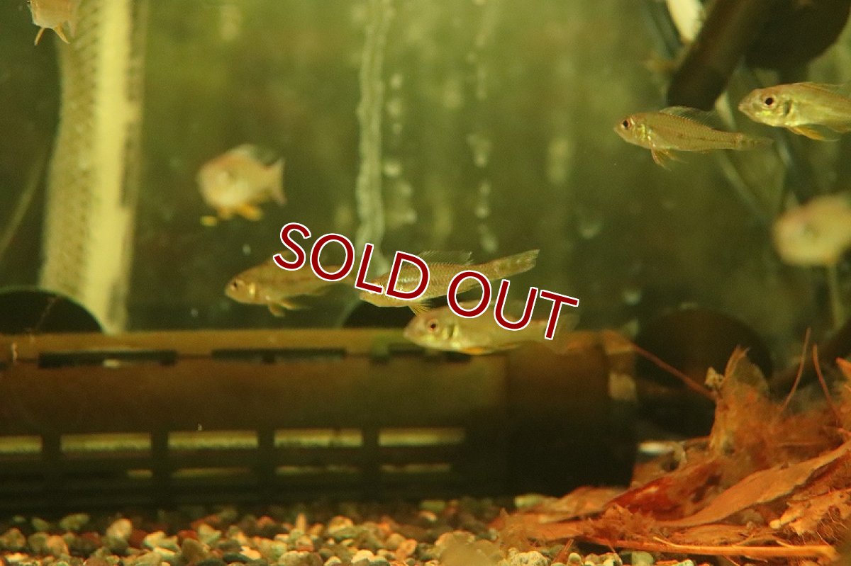 画像5: 【淡水魚】新産地 グリーンドワーフシクリッド ヤムンダ産 ワイルド【１匹 サンプル販売】(アピストグラマ)(生体)(淡水)NKAP (5)