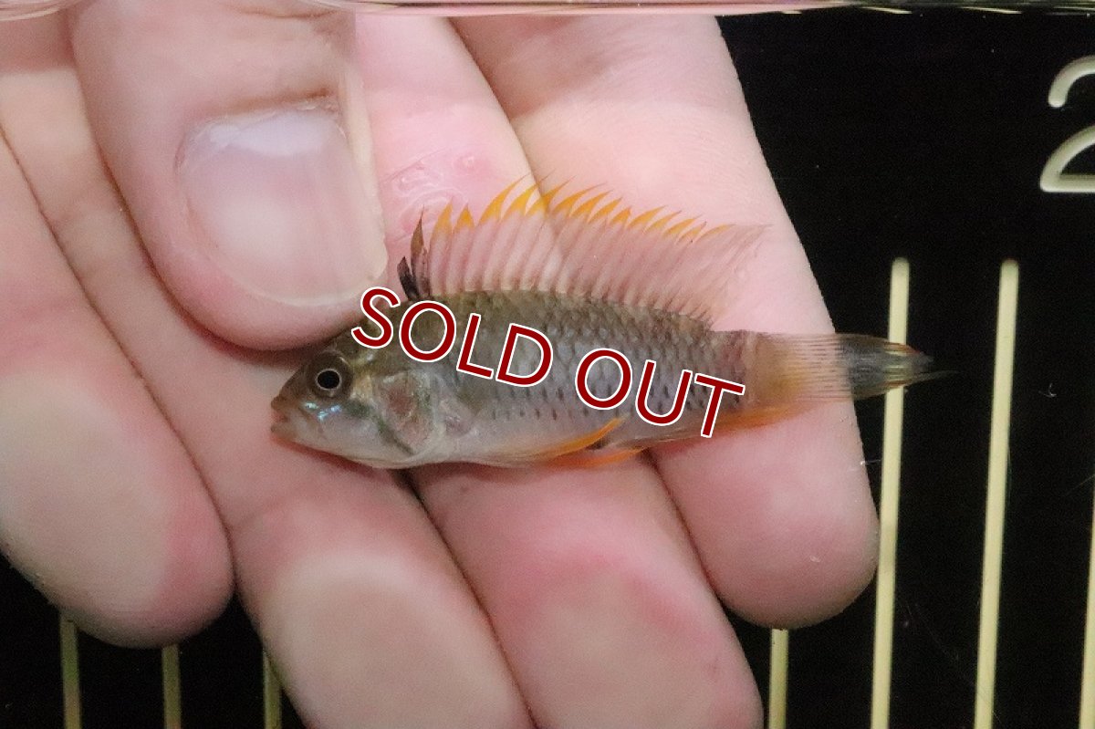 画像2: 【淡水魚】超激レアD3 アピストグラマ cf パヤミノニス caqueta産【１匹 サンプル画像】(MLサイズ)(生体)(淡水)ＮＫAP (2)