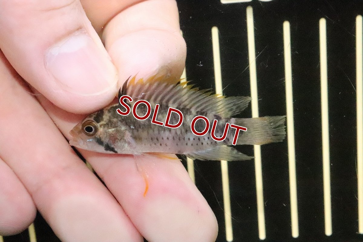 画像3: 【淡水魚】超激レアD3 アピストグラマ cf パヤミノニス caqueta産【１匹 サンプル画像】(MLサイズ)(生体)(淡水)ＮＫAP (3)