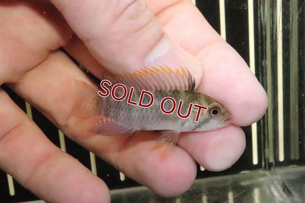 画像4: 【淡水魚】超激レアD3 アピストグラマ cf パヤミノニス caqueta産【１匹 サンプル画像】(MLサイズ)(生体)(淡水)ＮＫAP (4)