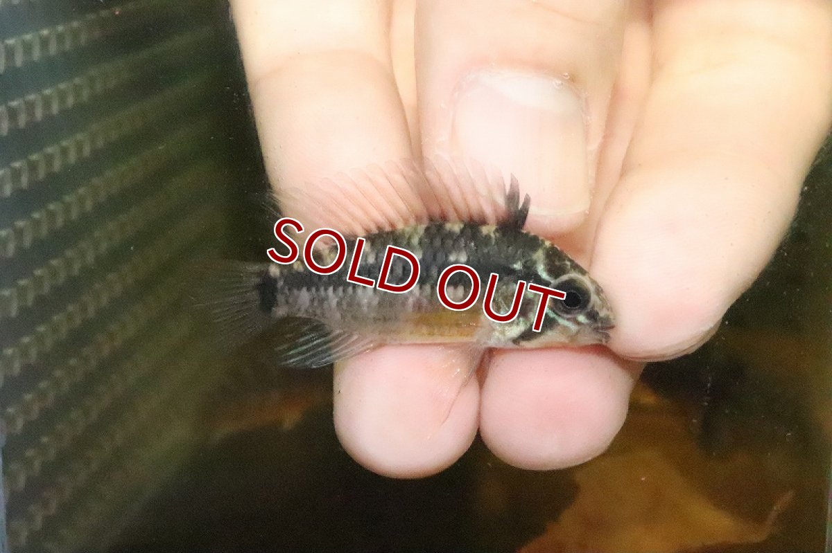 画像2: 【淡水魚】超激レア D3混じり アピストグラマ sp レガニ  caqueta産ワイルド【１匹 サンプル画像】MLサイズ(生体)(淡水)ＮＫAP (2)