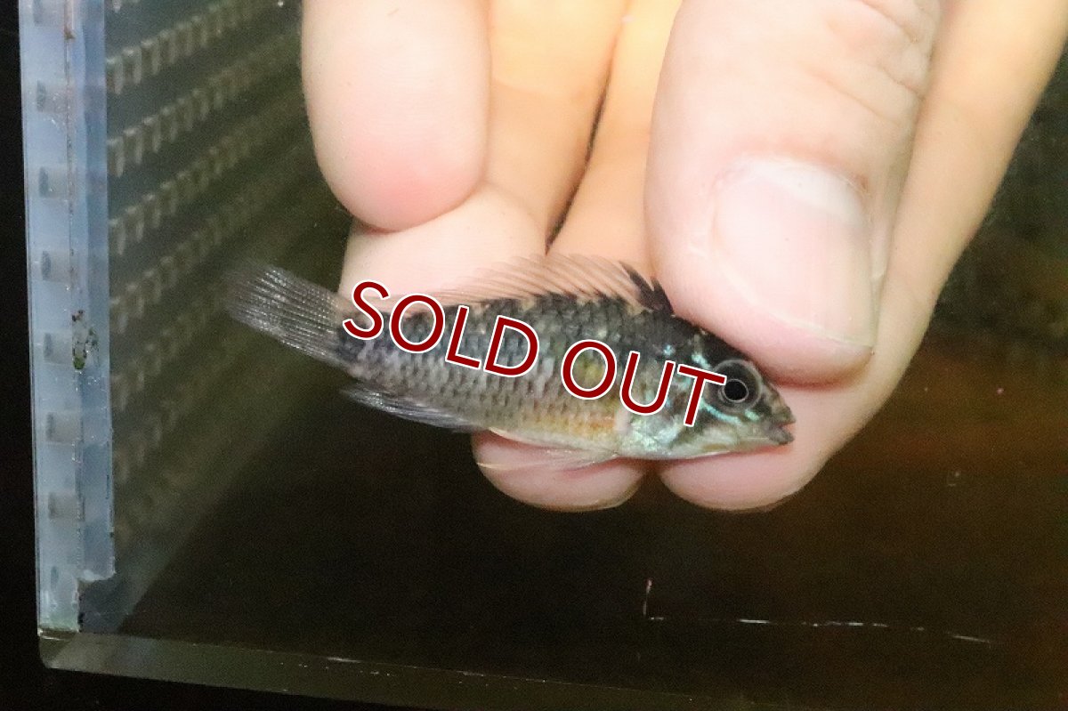 画像3: 【淡水魚】超激レア D3混じり アピストグラマ sp レガニ  caqueta産ワイルド【１匹 サンプル画像】MLサイズ(生体)(淡水)ＮＫAP (3)