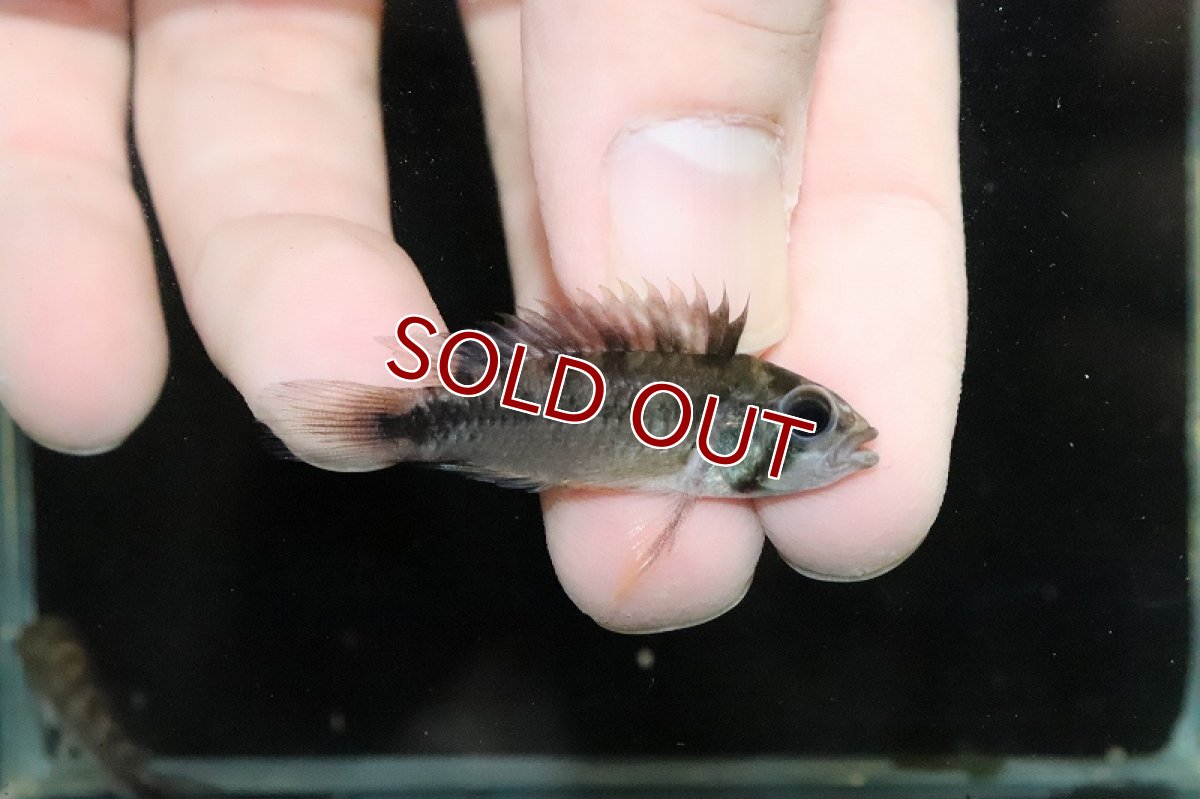 画像2: 【淡水魚】激安在庫処分 アピストグラマ ロシタエ ワイルド【１匹 サンプル画像】(アピストグラマ)(生体)(熱帯魚)NKAP (2)