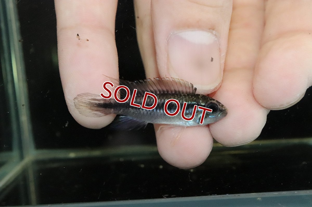 画像2: 【淡水魚】激安在庫処分 初産地 アピストグラマ アガシジィ ツクルイ産 ワイルド【１匹 サンプル画像】(アピストグラマ)(生体)(熱帯魚)NKAP (2)