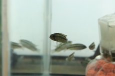 画像1: 【淡水魚】【通販】お試し激安 ワイルド アピストグラマ ミックス【１匹 サンプル画像】(アピストグラマ)(生体)(熱帯魚)NKAP (1)