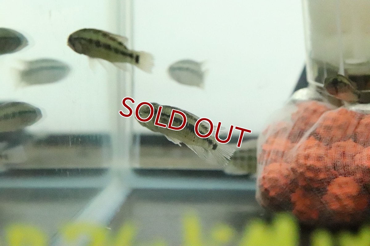 画像2: 【淡水魚】お試し激安 ワイルド アピストグラマ ミックス【１匹 サンプル画像】(アピストグラマ)(生体)(熱帯魚)NKAP (2)