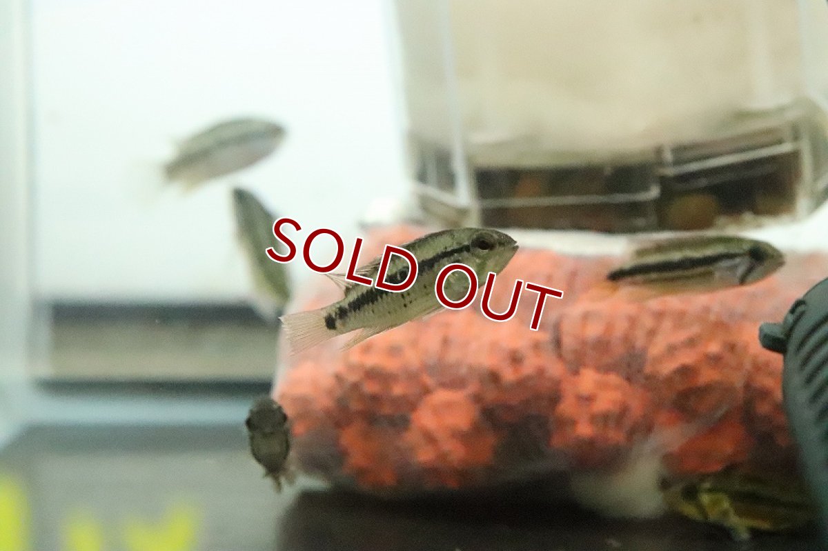 画像3: 【淡水魚】お試し激安 ワイルド アピストグラマ ミックス【１匹 サンプル画像】(アピストグラマ)(生体)(熱帯魚)NKAP (3)