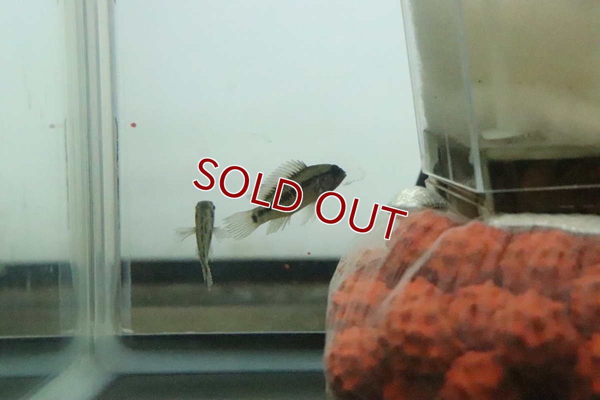 画像4: 【淡水魚】お試し激安 ワイルド アピストグラマ ミックス【１匹 サンプル画像】(アピストグラマ)(生体)(熱帯魚)NKAP (4)