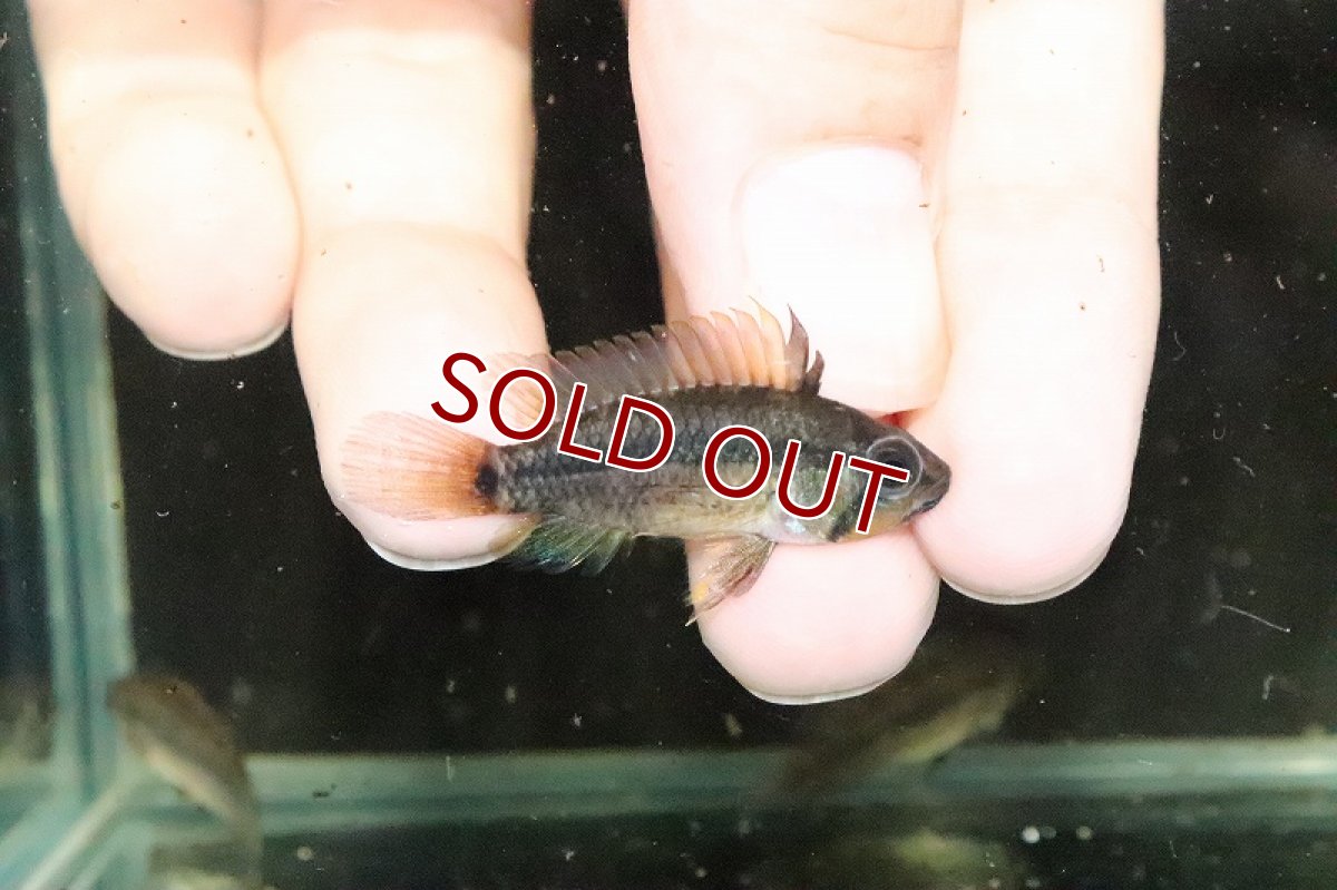画像1: 【淡水魚】激安 アピストグラマ ユルエンシス ペルー産 ワイルド【1匹 サンプル画像】(アピストグラマ)(生体)(熱帯魚)NKAP (1)