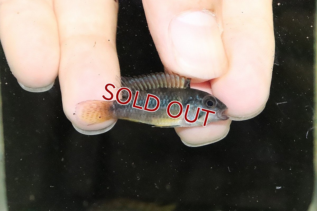 画像2: 【淡水魚】激安 アピストグラマ ノーベルティ ペルー産 ワイルド【1匹 サンプル画像】(アピストグラマ)(生体)(熱帯魚)NKAP (2)