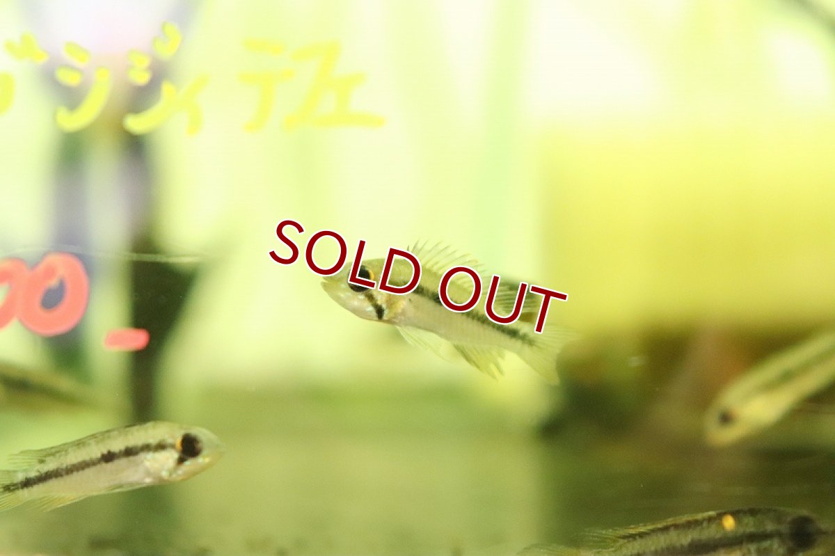 画像2: 【淡水魚】激安 アピストグラマ アガシジィ テフェ産 ワイルド【1匹 サンプル画像】(アピストグラマ)(生体)(熱帯魚)NKAP (2)