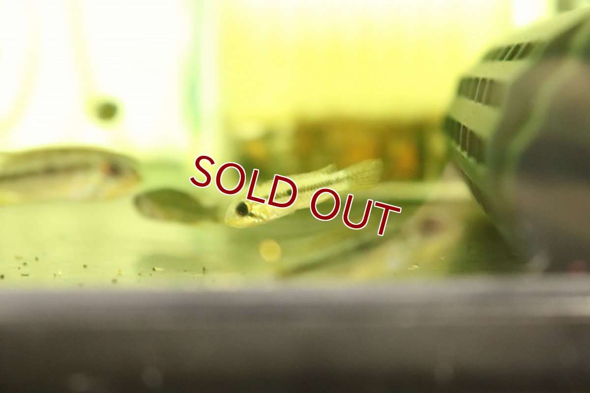 画像3: 【淡水魚】激安 アピストグラマ アガシジィ テフェ産 ワイルド【1匹 サンプル画像】(アピストグラマ)(生体)(熱帯魚)NKAP (3)