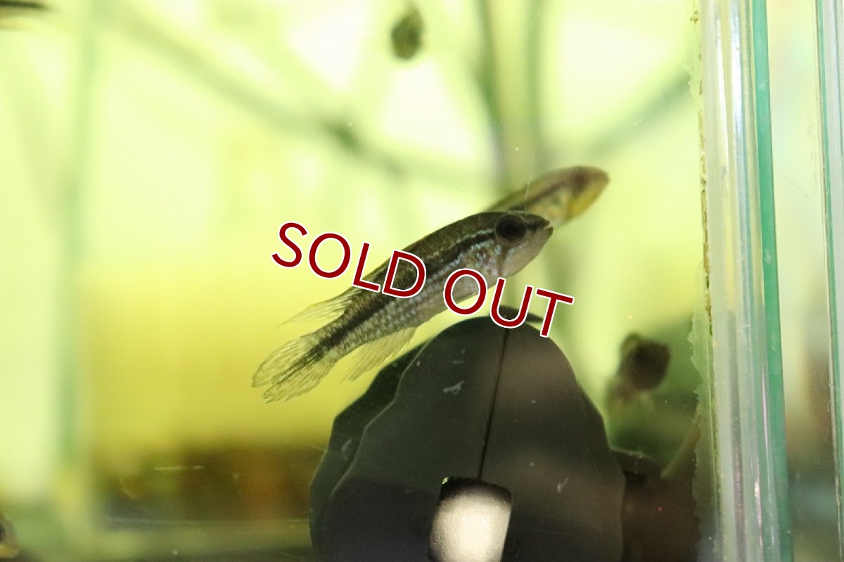 画像4: 【淡水魚】激安 アピストグラマ アガシジィ テフェ産 ワイルド【1匹 サンプル画像】(アピストグラマ)(生体)(熱帯魚)NKAP (4)