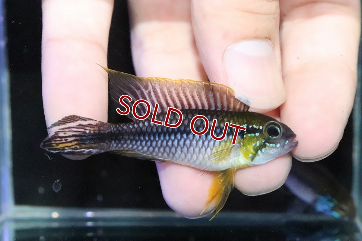 画像2: 【淡水魚】大特価 オスLサイズ アピストグラマ アガシジィ オリキシミーナ産 ワイルド【1匹 サンプル画像】(生体)(熱帯魚)NKAP (2)