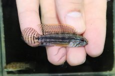 画像1: 【淡水魚】【通販】極上個体 No1 アピストグラマ イエローミウア ワイルド【１ペア 個体販売】(アピストグラマ)(生体)(熱帯魚)NKAP (1)