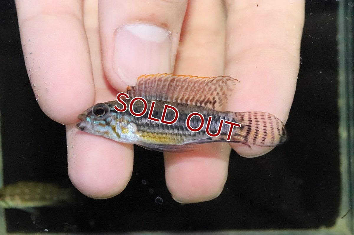 画像2: 【淡水魚】極上個体 No1 アピストグラマ イエローミウア ワイルド【１ペア 個体販売】(アピストグラマ)(生体)(熱帯魚)NKAP (2)