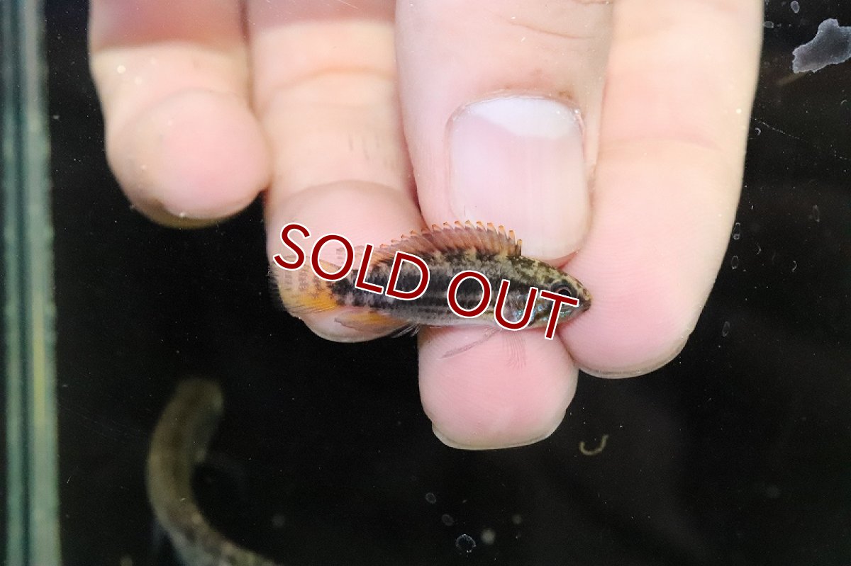 画像3: 【淡水魚】極上個体 No1 アピストグラマ イエローミウア ワイルド【１ペア 個体販売】(アピストグラマ)(生体)(熱帯魚)NKAP (3)