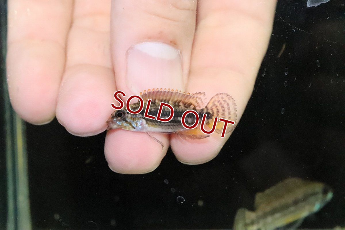 画像4: 【淡水魚】極上個体 No1 アピストグラマ イエローミウア ワイルド【１ペア 個体販売】(アピストグラマ)(生体)(熱帯魚)NKAP (4)