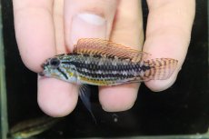 画像2: 【淡水魚】【通販】極上個体 No2 アピストグラマ イエローミウア ワイルド【１ペア 個体販売】(アピストグラマ)(生体)(熱帯魚)NKAP (2)