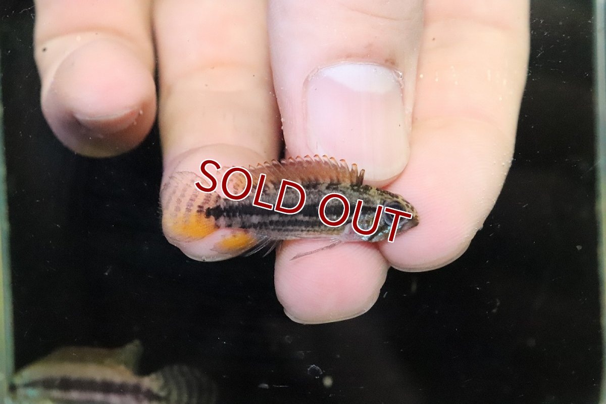 画像3: 【淡水魚】極上個体 No2 アピストグラマ イエローミウア ワイルド【１ペア 個体販売】(アピストグラマ)(生体)(熱帯魚)NKAP (3)