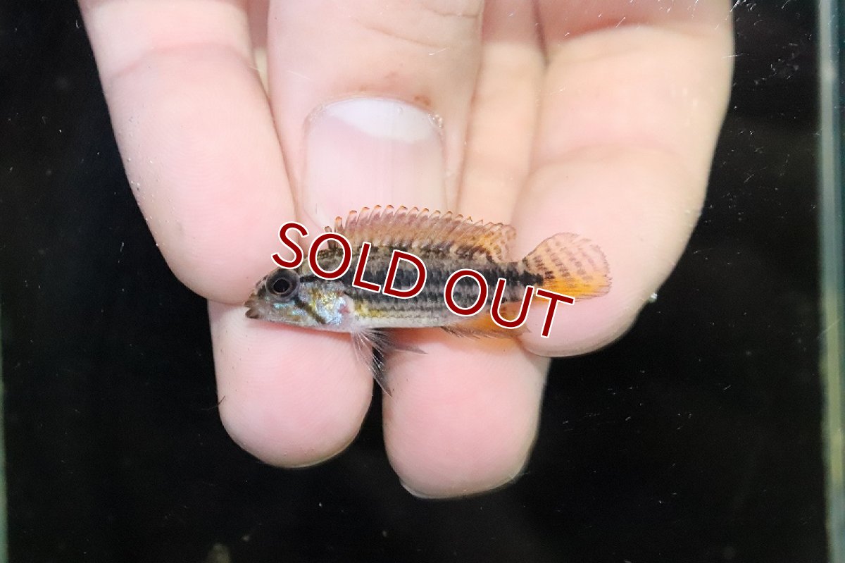 画像4: 【淡水魚】極上個体 No2 アピストグラマ イエローミウア ワイルド【１ペア 個体販売】(アピストグラマ)(生体)(熱帯魚)NKAP (4)