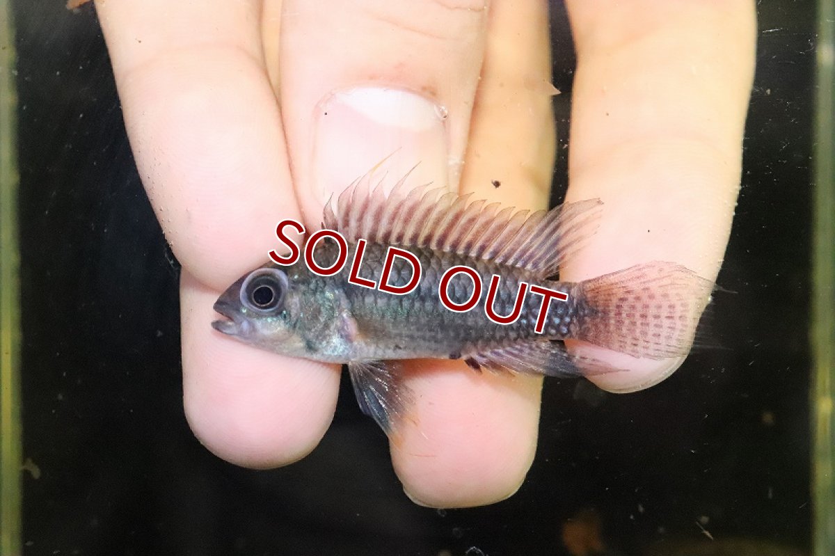 画像2: 【淡水魚】激安 No2 アピストグラマ cf サルピンクション アノリ産 ワイルド【1ペア 個体販売】(アピストグラマ)(生体)(熱帯魚)NKAP (2)