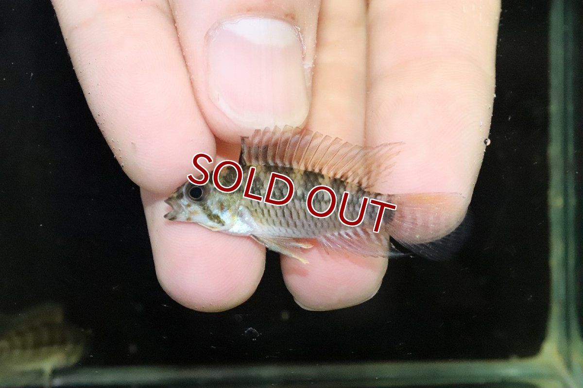 画像2: 【淡水魚】No1 アピストグラマ ゲイスレリー リアル リオ マディラ産 ワイルド【１ペア 個体販売】(アピストグラマ)(生体)(熱帯魚)NKAP (2)