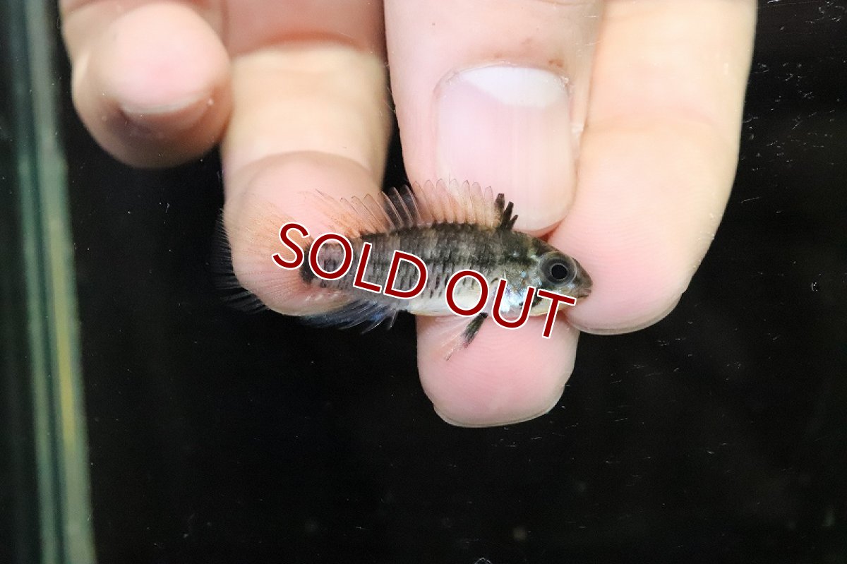 画像3: 【淡水魚】No1 アピストグラマ ゲイスレリー リアル リオ マディラ産 ワイルド【１ペア 個体販売】(アピストグラマ)(生体)(熱帯魚)NKAP (3)