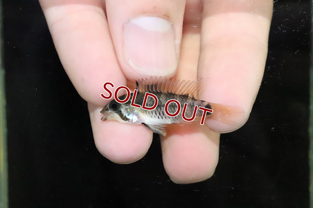 画像4: 【淡水魚】No1 アピストグラマ ゲイスレリー リアル リオ マディラ産 ワイルド【１ペア 個体販売】(アピストグラマ)(生体)(熱帯魚)NKAP (4)