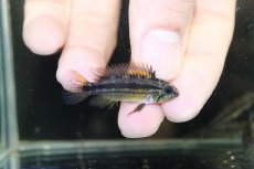 画像1: 【淡水魚】【通販】アピストグラマ ビタエニアータ ペルー ナナイ産 ワイルド【1匹 サンプル画像】(アピストグラマ)(生体)(熱帯魚)NKAP (1)