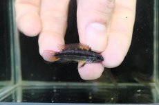 画像2: 【淡水魚】【通販】アピストグラマ ビタエニアータ ペルー ナナイ産 ワイルド【1匹 サンプル画像】(アピストグラマ)(生体)(熱帯魚)NKAP (2)