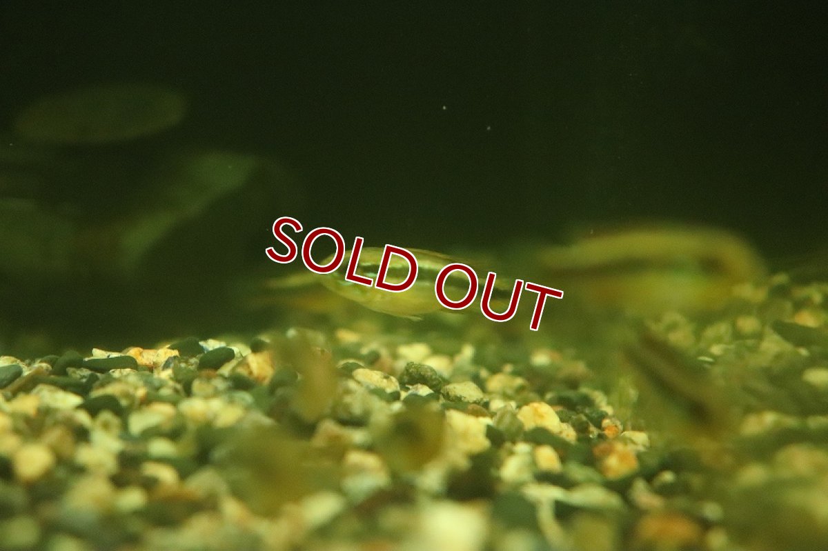 画像4: 【淡水魚】激安 アピストグラマ アガシジィ ナナイ産 ワイルド【1匹 サンプル画像】(アピストグラマ)(生体)(熱帯魚)NKAP (4)