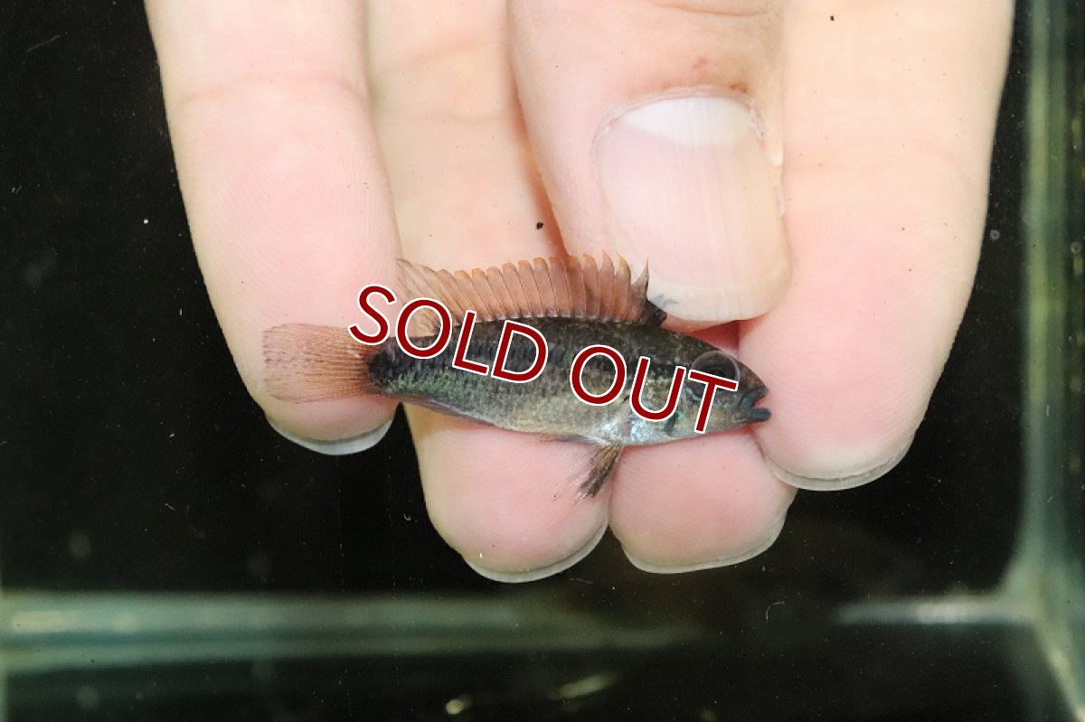 画像2: 【淡水魚】アピストグラマ ディアマンテ (エレムノピゲ) ペルー イタヤ産 ワイルド【1匹 サンプル画像】(生体)(熱帯魚)NKAP (2)