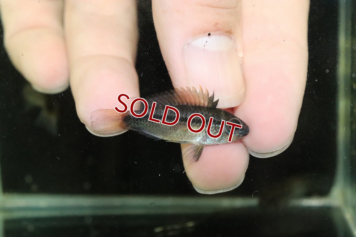 画像3: 【淡水魚】アピストグラマ ディアマンテ (エレムノピゲ) ペルー イタヤ産 ワイルド【1匹 サンプル画像】(生体)(熱帯魚)NKAP (3)