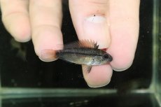 画像3: 【淡水魚】【通販】アピストグラマ ディアマンテ (エレムノピゲ) ペルー イタヤ産 ワイルド【1匹 サンプル画像】(生体)(熱帯魚)NKAP (3)