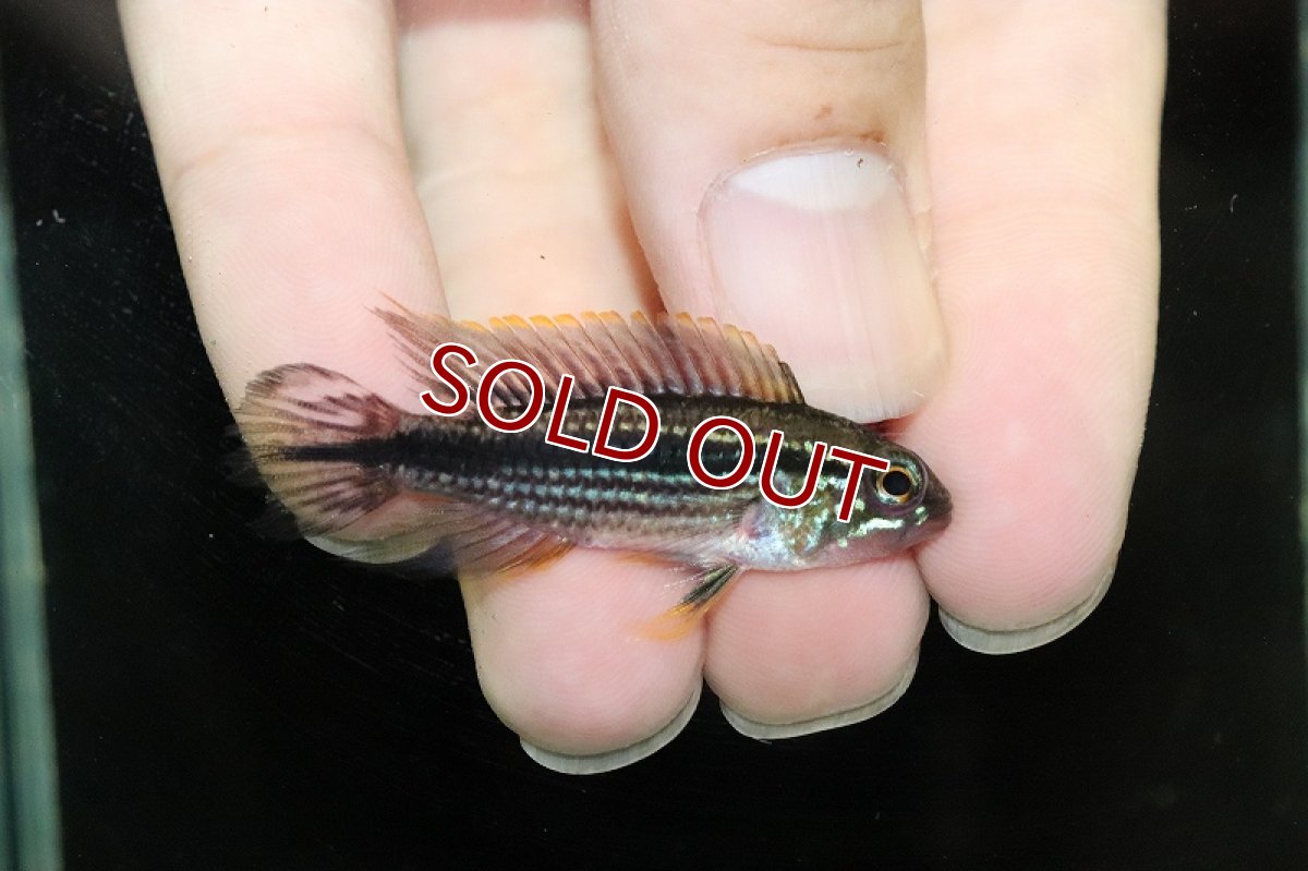画像1: 【淡水魚】激安 オス個体 アピストグラマ アガシジィ テフェ産 ワイルド【1匹 サンプル画像】（アピストグラマ）（生体）（熱帯魚）NKAP (1)