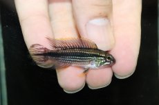 画像1: 【淡水魚】激安 オス個体 アピストグラマ アガシジィ テフェ産 ワイルド【1匹 サンプル画像】（アピストグラマ）（生体）（熱帯魚）NKAP (1)