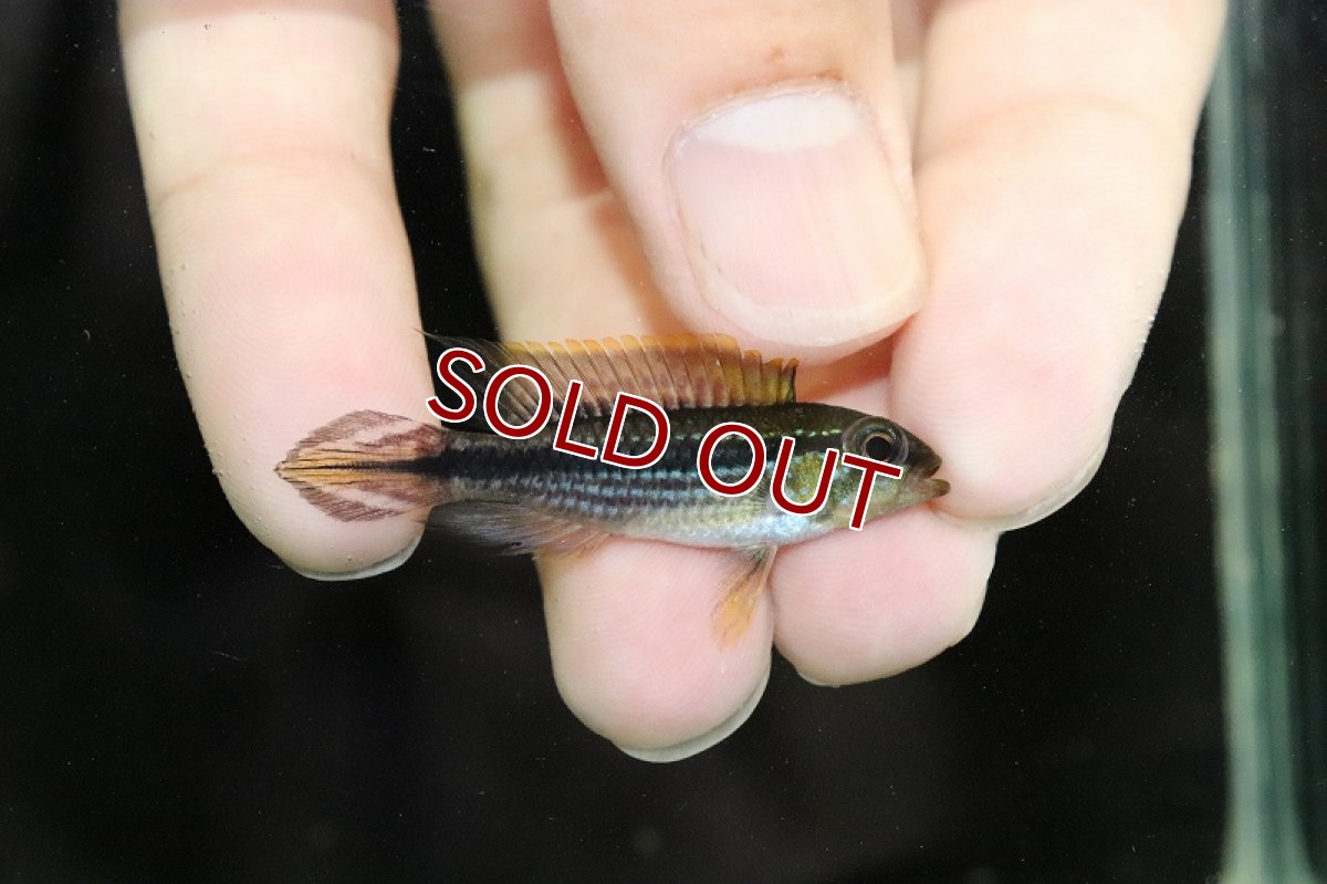 画像2: 【淡水魚】激安 オス個体 アピストグラマ アガシジィ テフェ産 ワイルド【1匹 サンプル画像】（アピストグラマ）（生体）（熱帯魚）NKAP (2)