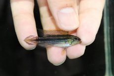 画像2: 【淡水魚】激安 オス個体 アピストグラマ アガシジィ テフェ産 ワイルド【1匹 サンプル画像】（アピストグラマ）（生体）（熱帯魚）NKAP (2)
