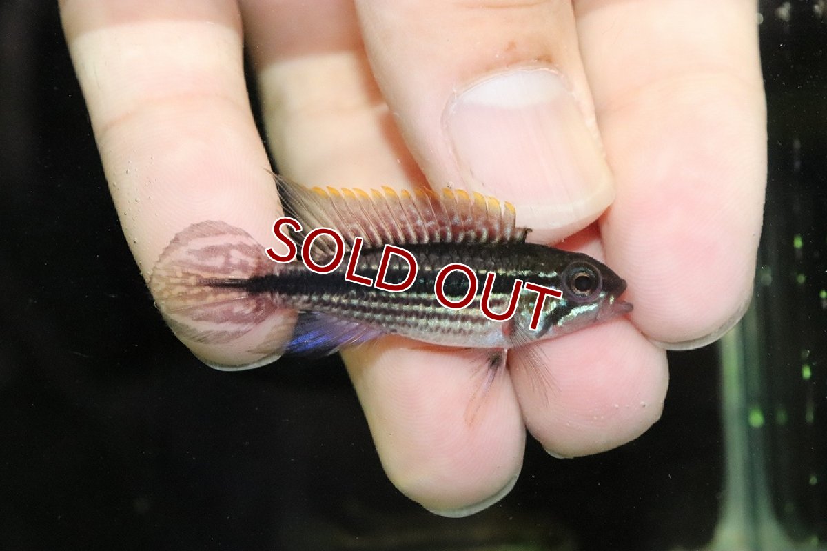 画像3: 【淡水魚】激安 オス個体 アピストグラマ アガシジィ テフェ産 ワイルド【1匹 サンプル画像】（アピストグラマ）（生体）（熱帯魚）NKAP (3)