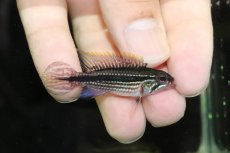 画像3: 【淡水魚】激安 オス個体 アピストグラマ アガシジィ テフェ産 ワイルド【1匹 サンプル画像】（アピストグラマ）（生体）（熱帯魚）NKAP (3)