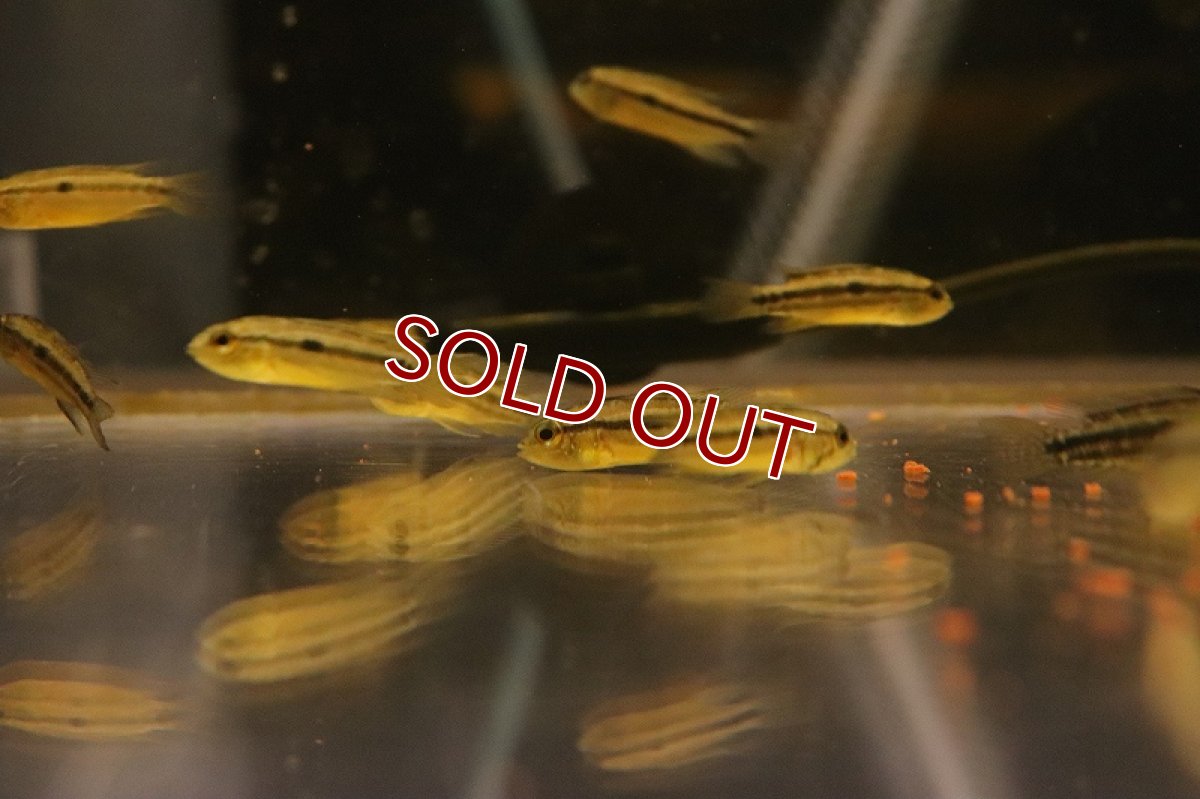 画像2: 【淡水魚】【通販】大特価 アピストグラマ ビタエニアータ ペルー産 ワイルド【1匹 サンプル画像】（アピストグラマ）（生体）（熱帯魚）NKAP (2)