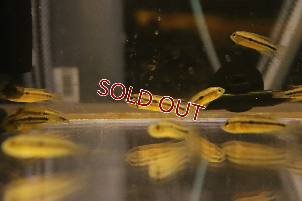 画像3: 【淡水魚】【通販】大特価 アピストグラマ ビタエニアータ ペルー産 ワイルド【1匹 サンプル画像】（アピストグラマ）（生体）（熱帯魚）NKAP (3)