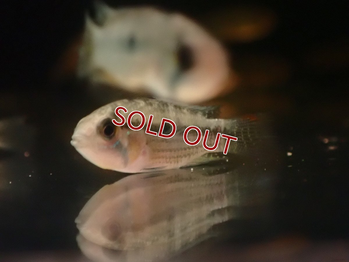 画像3: 【淡水魚】レア種 激安 アピストグラマ カカトイデス ブラジル産 ワイルド【1匹 サンプル画像】（アピストグラマ）（生体）（熱帯魚）NKAP (3)