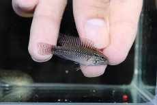 画像1: 【淡水魚】【通販】超爆安 アピストグラマ プルクラ リオブランコ産【1匹 サンプル画像】（アピストグラマ）（生体）（熱帯魚）NKAP (1)